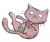 Кастрация котов в Минске!